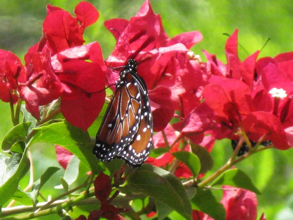 PNM Butterfly Pavilion at the Albuquerque Botanical Gardens (Santa Fe