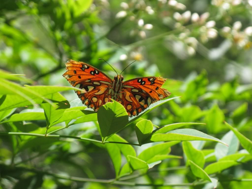 PNM Butterfly Pavilion at the Albuquerque Botanical Gardens (Santa Fe