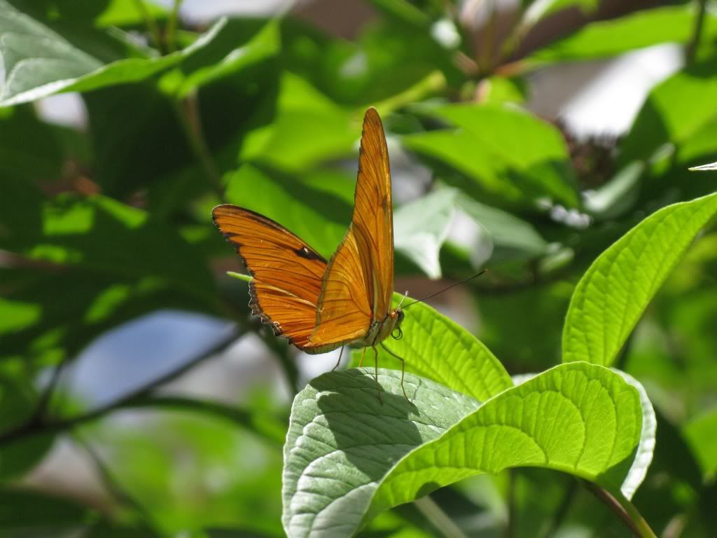 PNM Butterfly Pavilion at the Albuquerque Botanical Gardens (Santa Fe
