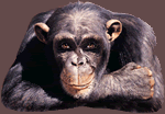 Ape man photo: ape ape.gif