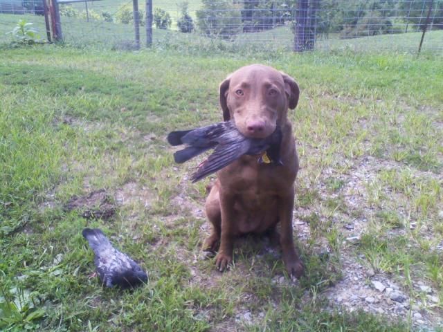 Darby8-12-12.jpg