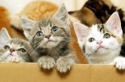 CUTIEKITTIES.jpg