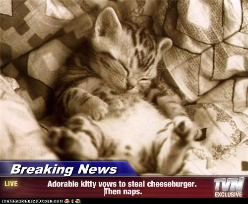 CheeseburgerKitteh.jpg