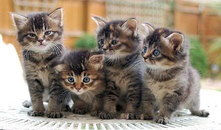 CopyofKitttiiieeees.jpg