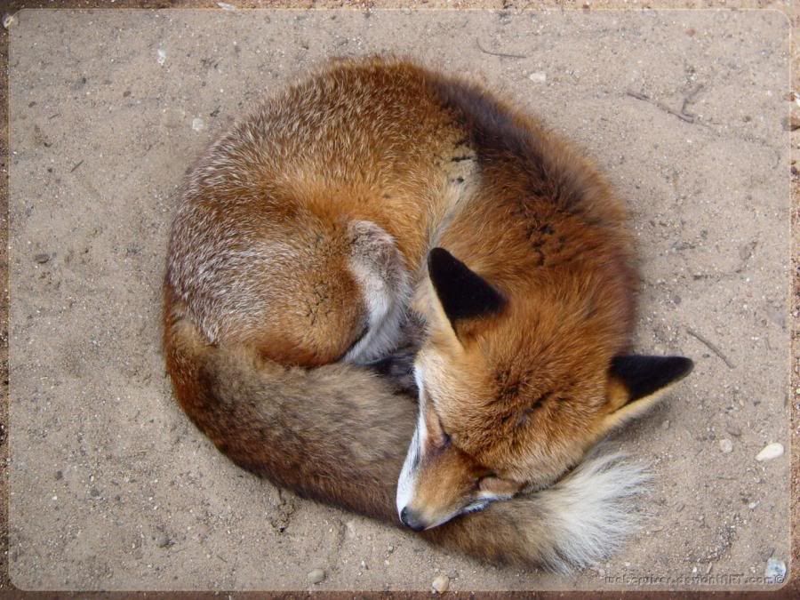 Firefox.jpg