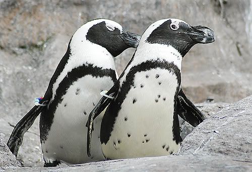 Penguins.jpg