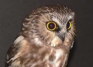 cute-owl.jpg