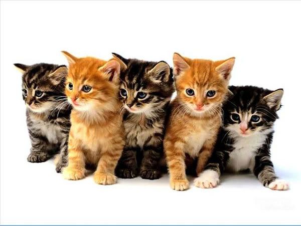 five-cute-kittens.jpg