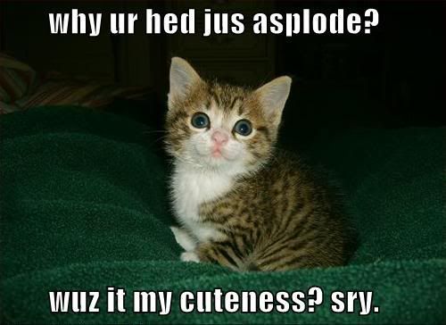 funny-pictures-kitten-makes-head-explode-cuteness.jpg