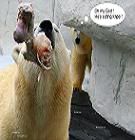 polar_bear_attack.jpg