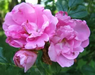 Rugosa Roses