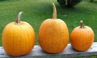 pumpkins Pictures, Images and Photos