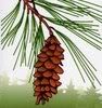 Pine Cone and Tassel