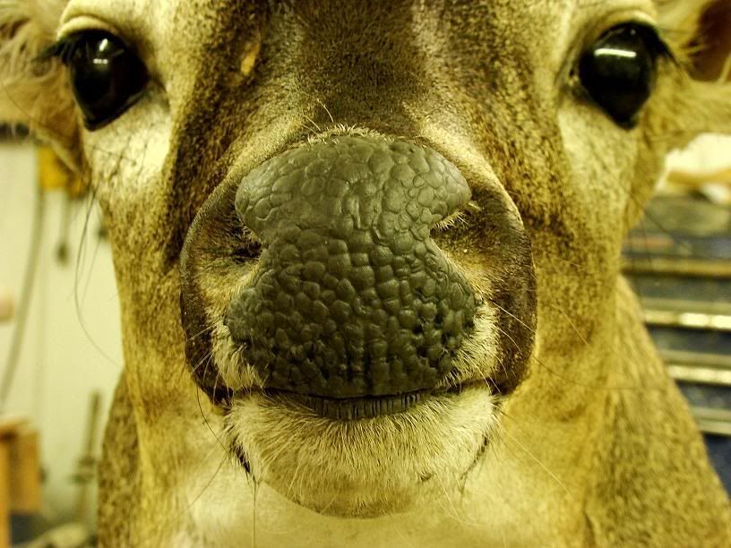 Finishing a deer nose using nose pad tool