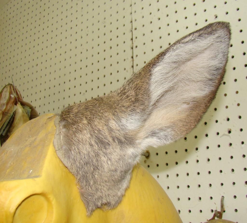 Get perfect ear butts on you deer mounts every time. Video showing how