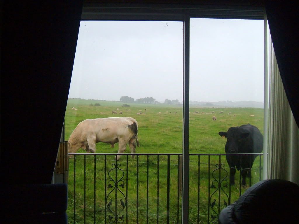 cows,window