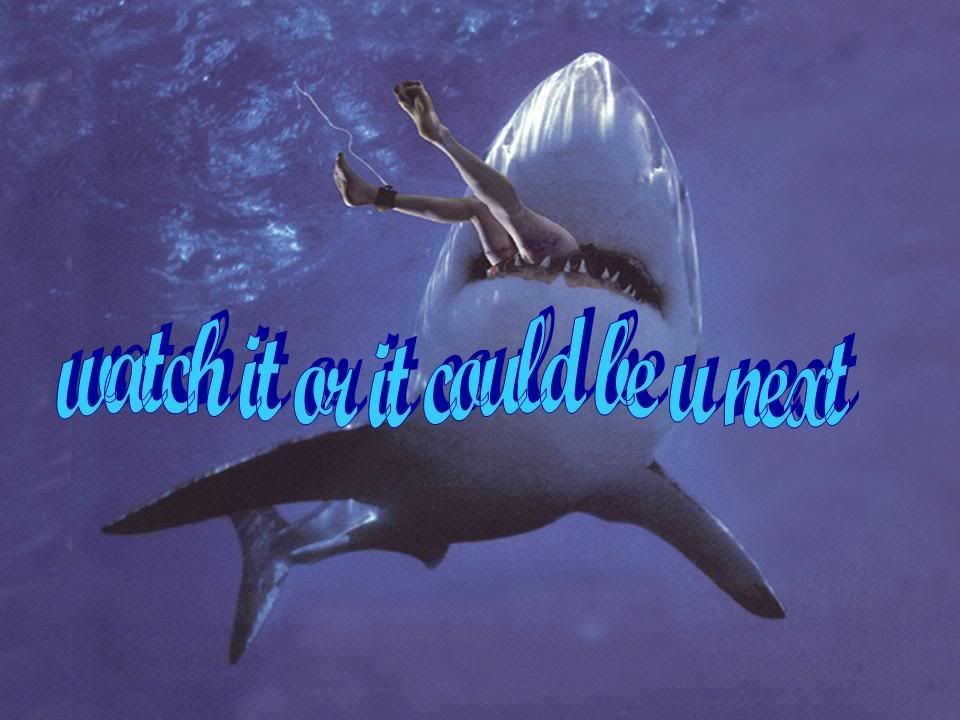 king shark photo: shark shark.jpg
