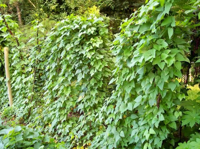 Mezcla photo mecla_zps39c8c5c8.jpg