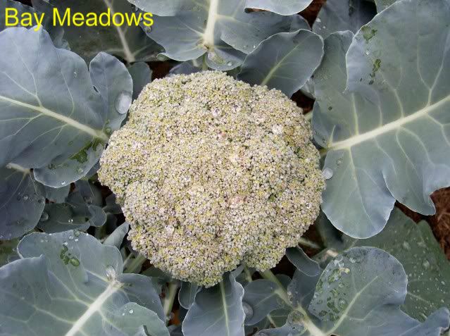 Bay  Meadows 1 photo Baymeadows3.jpg