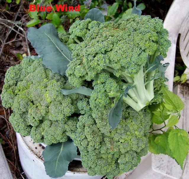 Blue Wind 5 photo BlueWind5.jpg