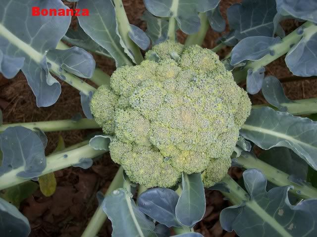 Bonanza 3 photo Bonanza3.jpg