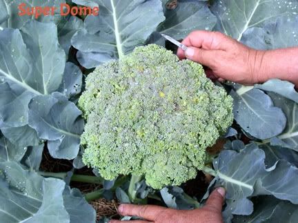 Superdome photo BrocCloseUp51304.jpg