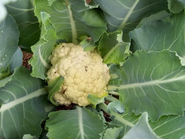 Fremont 1 photo Fremont2.jpg