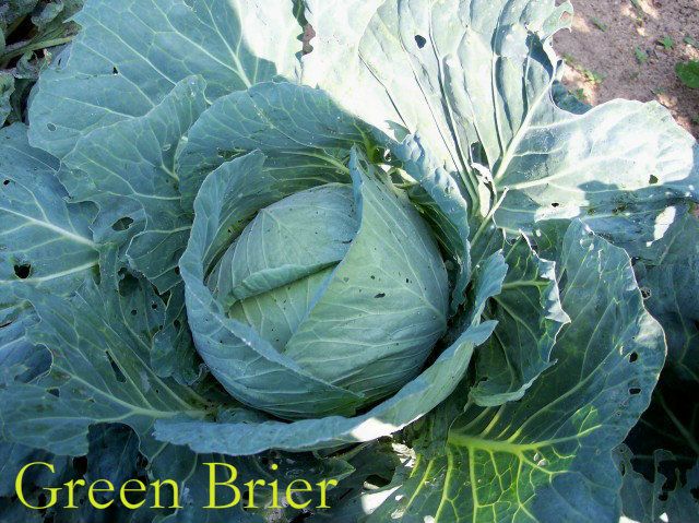 Greenbriar1 photo Greenbriar1.jpg