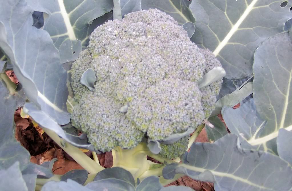 Gypsy photo Gypsy3.jpg