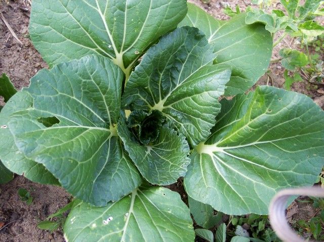 Joi Choi photo JoiChoi2.jpg