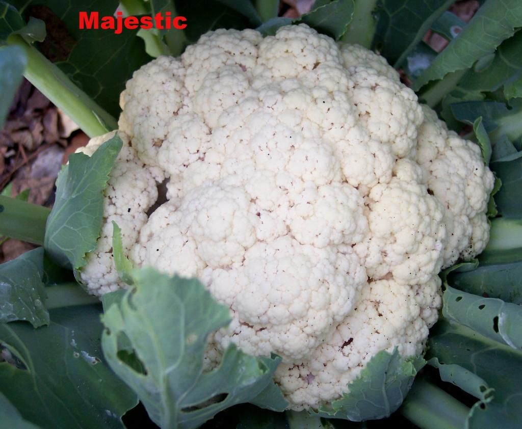 Majestci photo Majestic1_zps863280ca.jpg