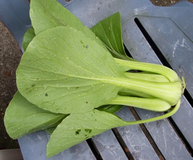 Mei Qing photo MeiQuing2_zpsc2ccfc22.jpg