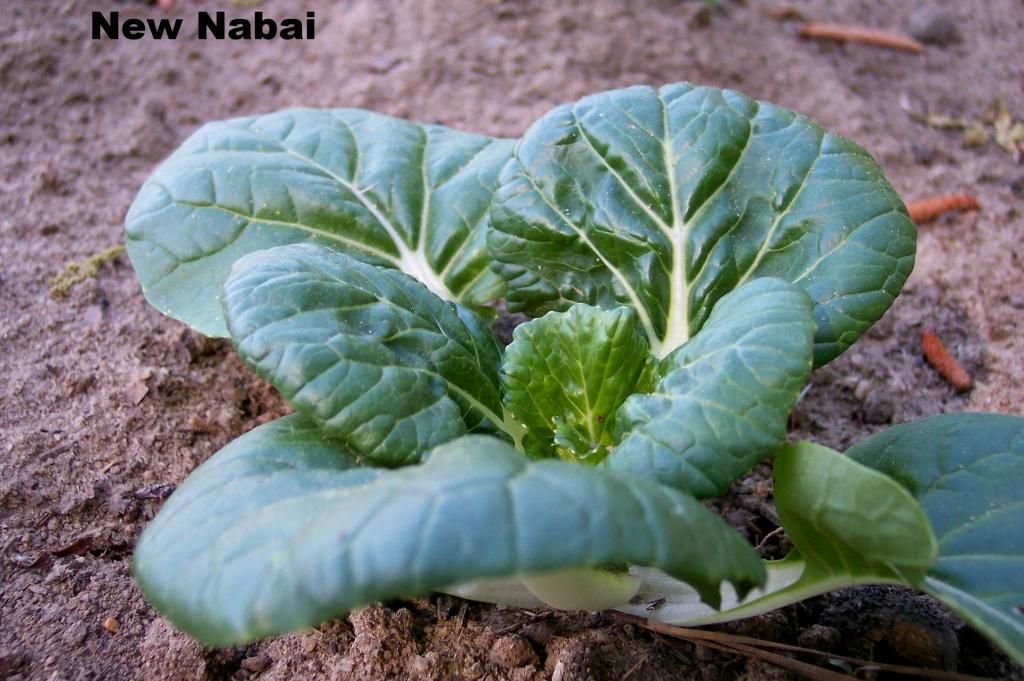 New Nabai photo Nabai1_zpsbd5fd5ca.jpg