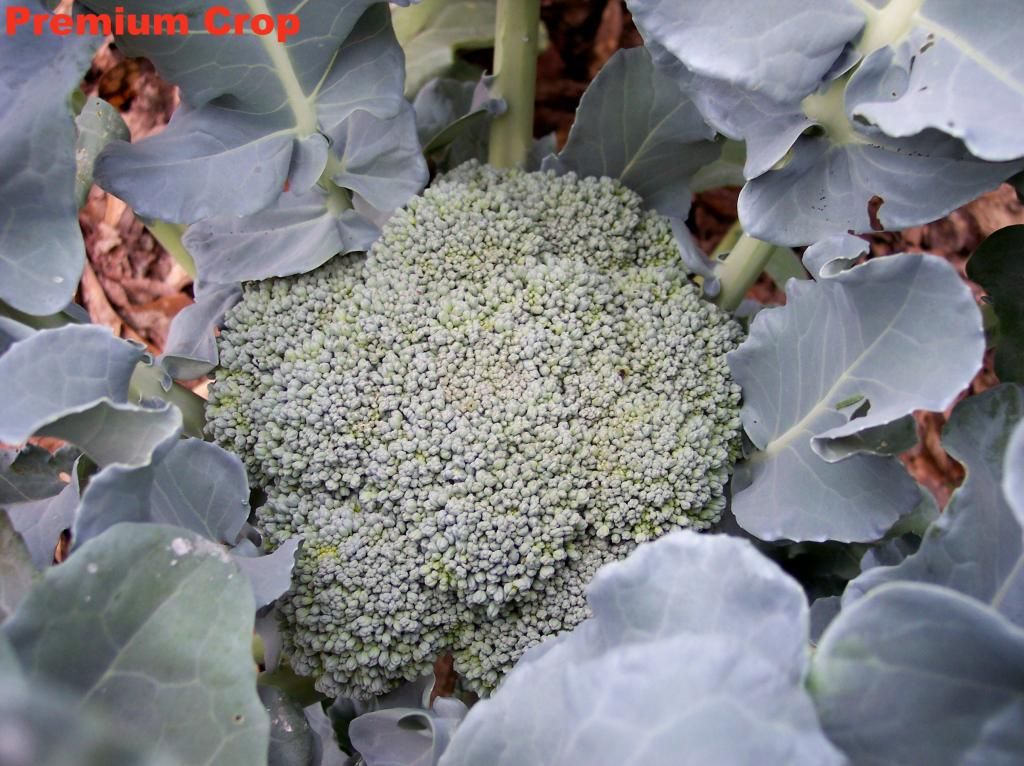 Premium Crop1 photo PremiumCrop1_zps8cef318f.jpg