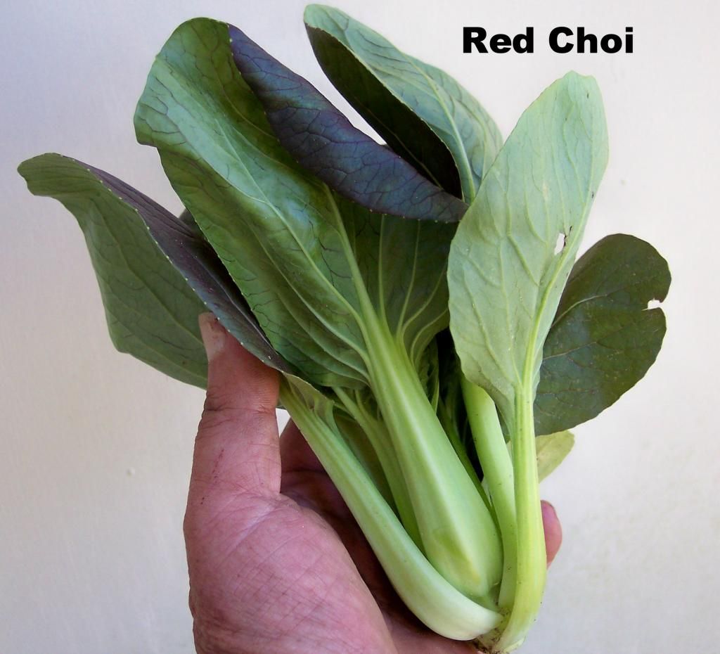 Red Choi photo RedChoi2_zpse7c6a684.jpg