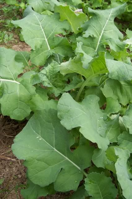 Rape photo rape1.jpg