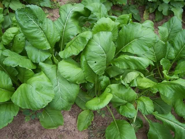 Savanna photo savannah1-1.jpg