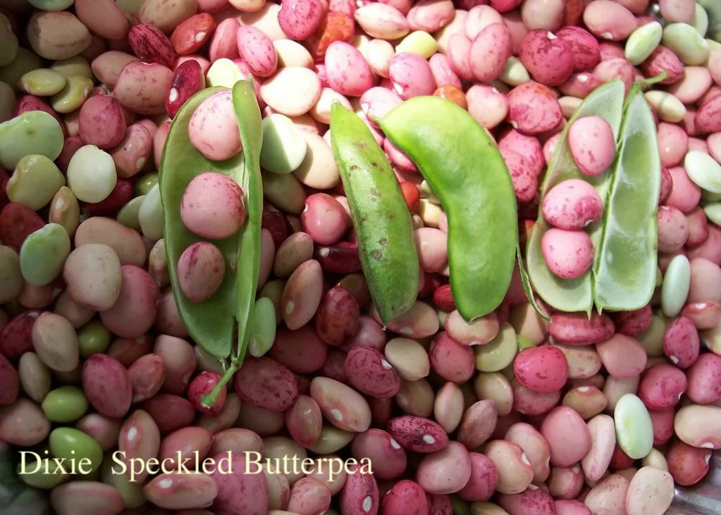 Dixie Butterpea