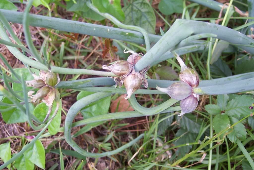 Egyptian Onion