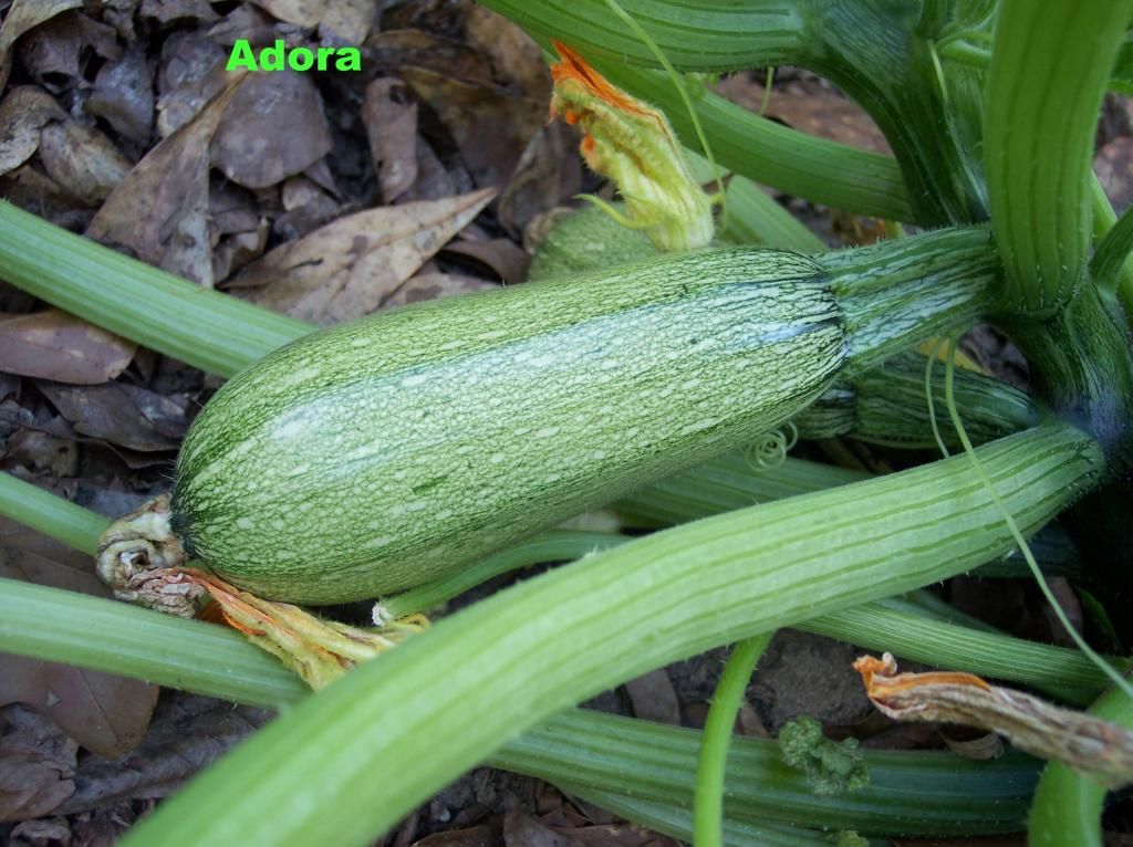 Adora photo Adora1_zps54d7ddee.jpg