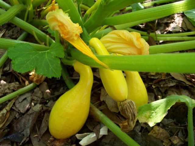 Delta 2 photo Delta2.jpg