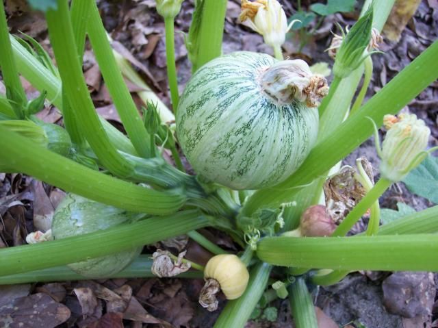 Lucky 8 photo Lucky82_zps48fa9dc7.jpg