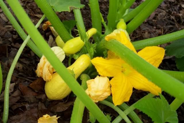 Saffron photo Saffron.jpg