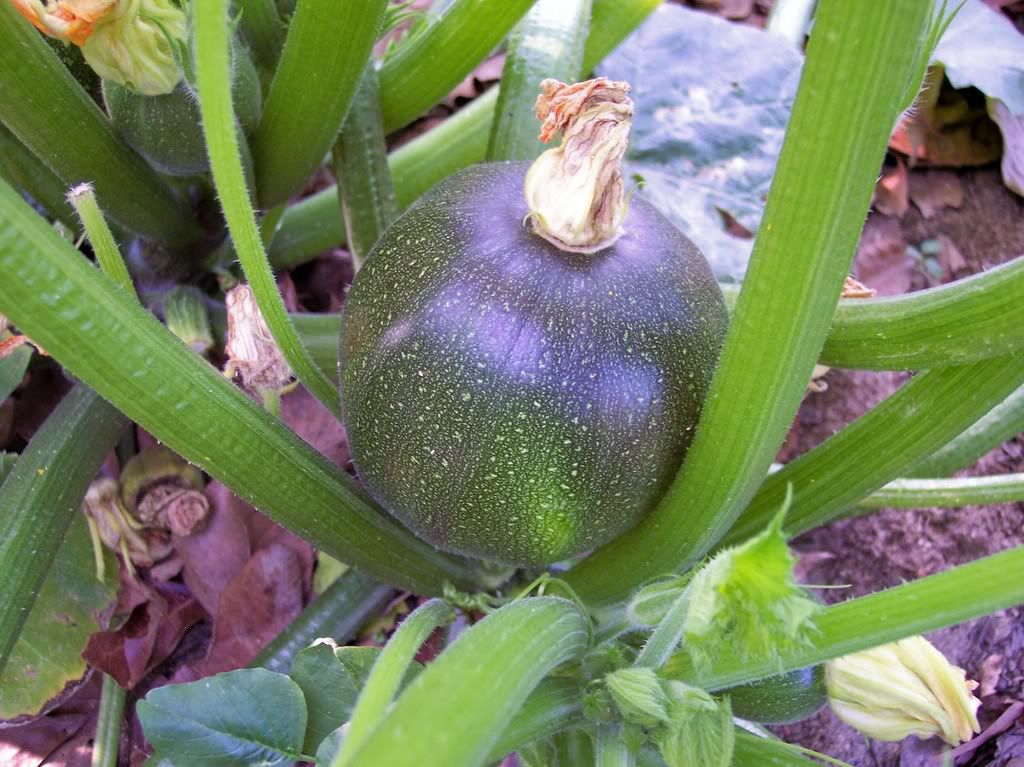 Round Squash