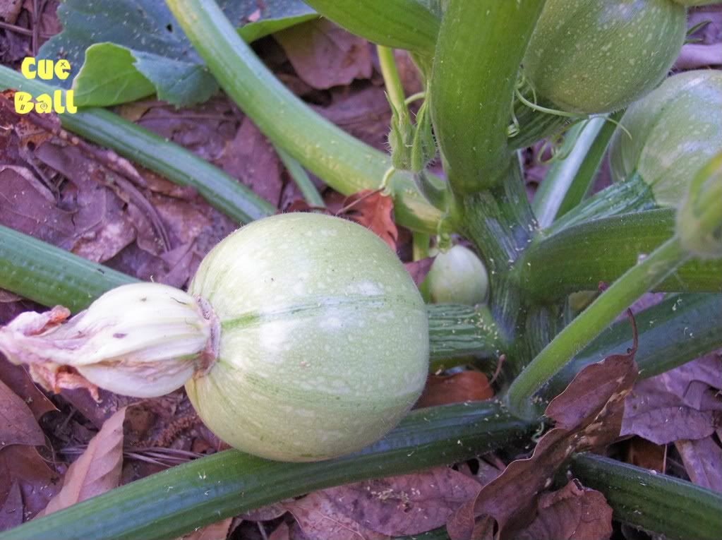 Cue Ball photo cueball3.jpg