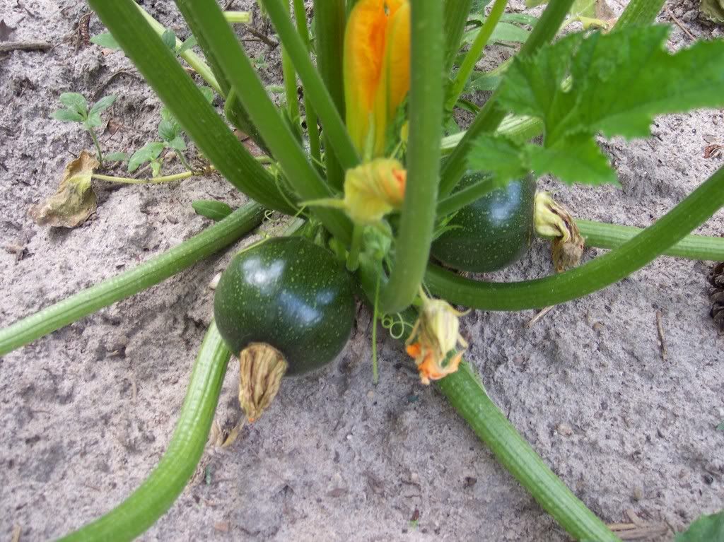 Eight Ball photo eightball1.jpg