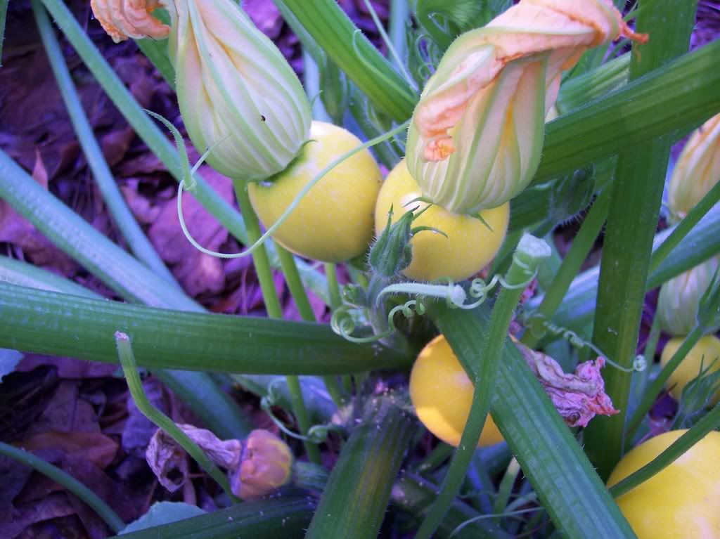 One Ball photo oneball2.jpg