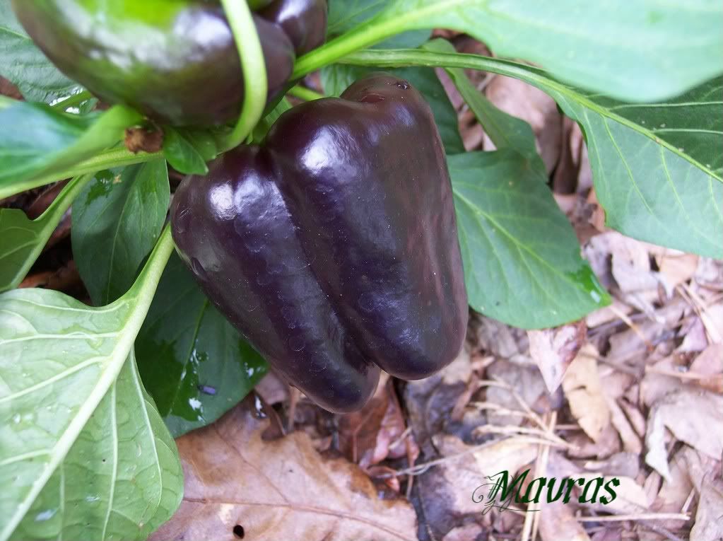 Mavras