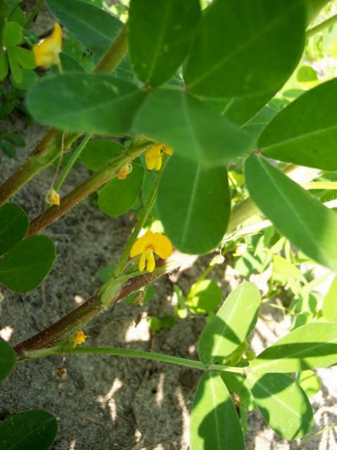 Tennessee Red photo peanut4_zps7d194672.jpg