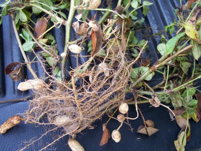 Tennesse Red photo peanut5_zpsee91ff24.jpg